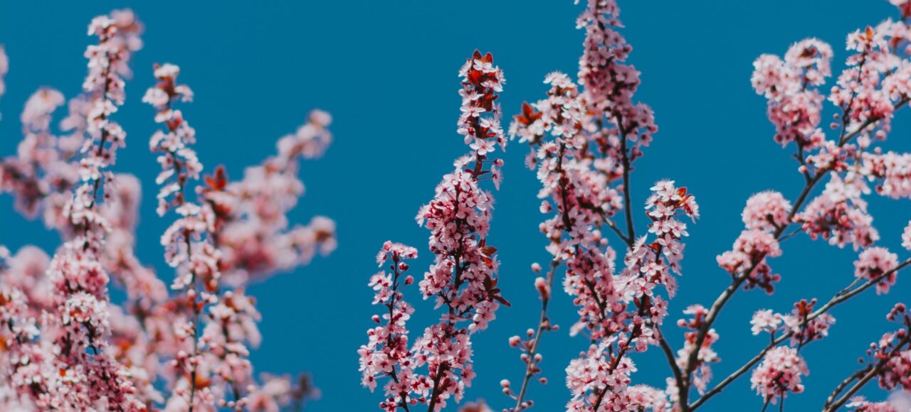 Hunza cherry blossom Tour