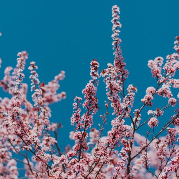 Hunza cherry blossom Tour